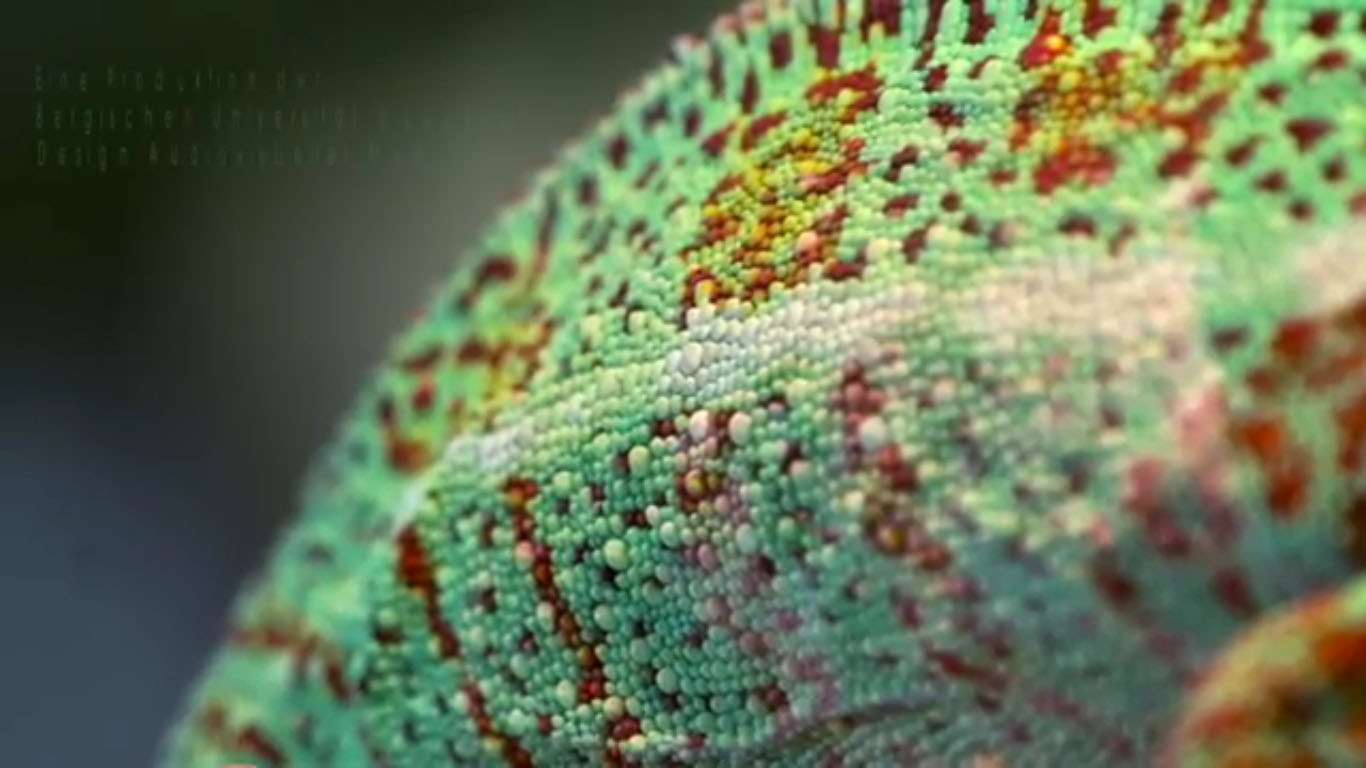 Oberflächenstruktur der Haut eines Chamäleons